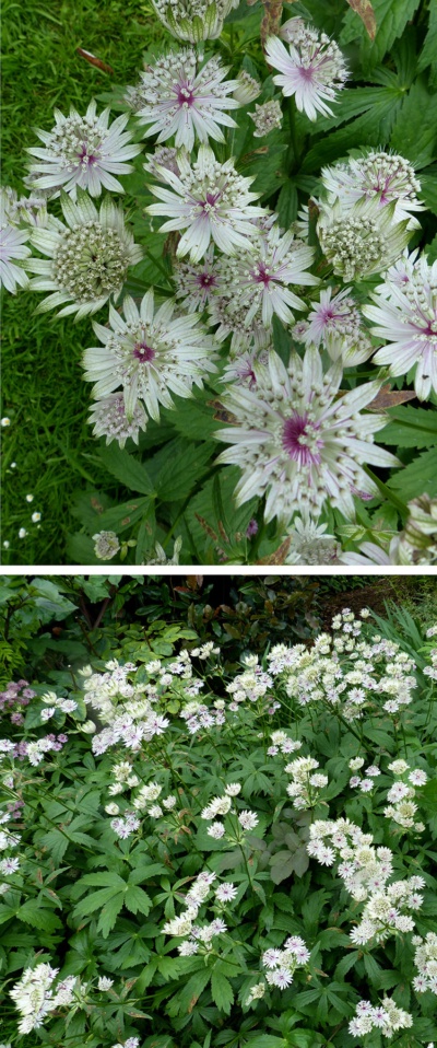 Hoo House Nursery Astrantia Major   Astrantia Major Hu4fc0f6e6fa20a13ab6540314241de6c3 561017 400x0 Resize Q95 Linear 